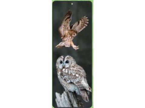 Tawny Owls Lenticular Bookmark Ruler