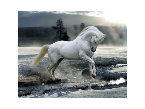 GB Eye, Bob Langrish, Horse Snow, Mini Poster 40x50cm